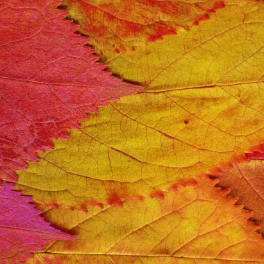 turuncu yaprak dokusu, soyut duvar kağıdı