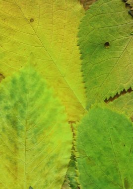 yeşil yaprak dokusu, soyut duvar kağıdı