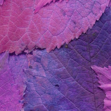mor yaprak dokusu, soyut duvar kağıdı