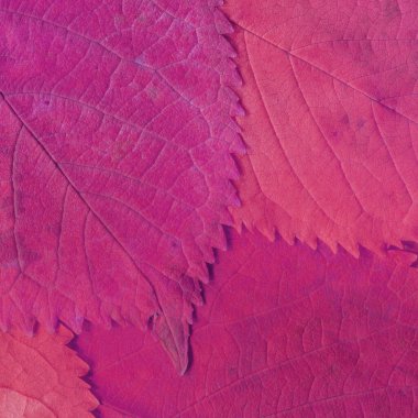 Pembe yaprak dokusu, soyut duvar kağıdı