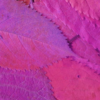 Pembe yaprak dokusu, soyut duvar kağıdı