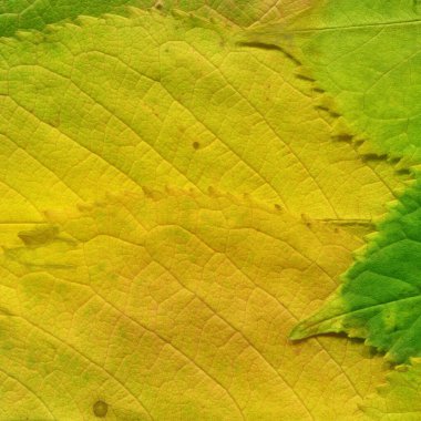 kuru sarı yaprak dokusu, soyut duvar kağıdı