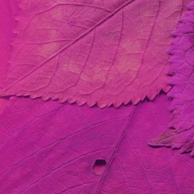 mor yaprak dokusu, soyut duvar kağıdı