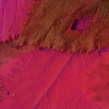 Pembe yaprak dokusu, soyut duvar kağıdı