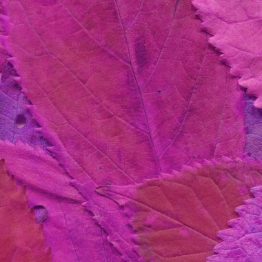 Pembe yaprak dokusu, soyut duvar kağıdı