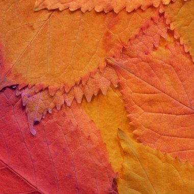 turuncu yaprak dokusu, soyut duvar kağıdı