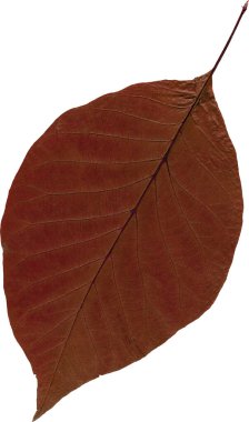 beyaz arkaplanda kuru yaprak izole