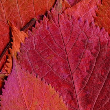 kırmızı yaprak dokusu, soyut duvar kağıdı