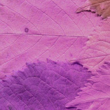 Pembe yaprak dokusu, soyut duvar kağıdı