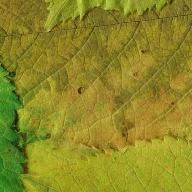 yeşil yaprak dokusu, soyut duvar kağıdı