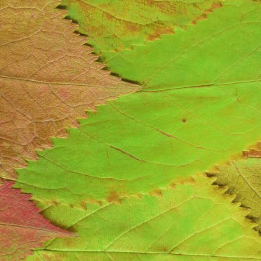 yeşil yaprak dokusu, soyut duvar kağıdı