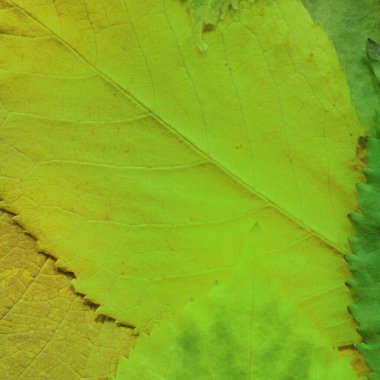 yeşil yaprak dokusu, soyut duvar kağıdı