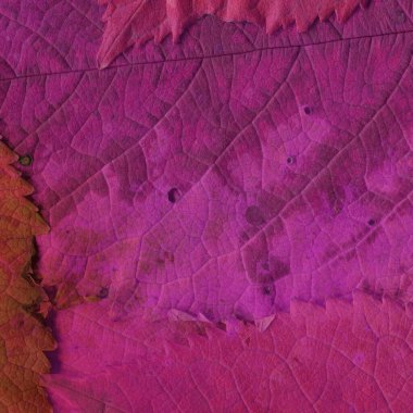 Pembe yaprak dokusu, soyut duvar kağıdı