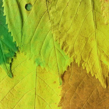 yeşil yaprak dokusu, soyut duvar kağıdı