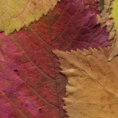 turuncu yaprak dokusu, soyut duvar kağıdı