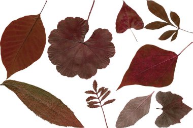 beyaz arkaplanda kuru yapraklar izole