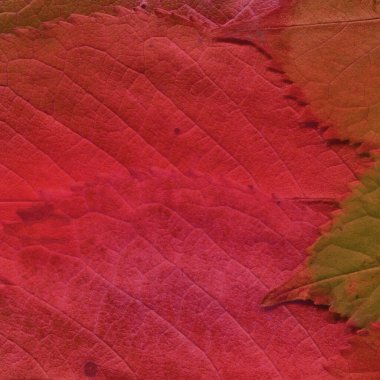 kırmızı yaprak dokusu, soyut duvar kağıdı