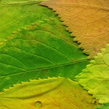 yeşil yaprak dokusu, soyut duvar kağıdı