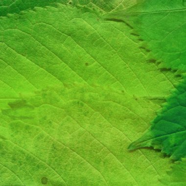 yeşil yaprak dokusu, soyut duvar kağıdı