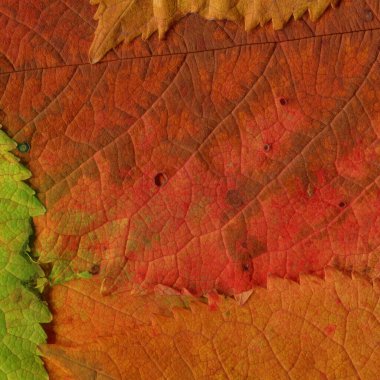 turuncu yaprak dokusu, soyut duvar kağıdı