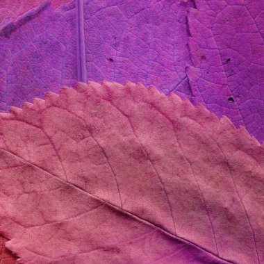 Pembe yaprak dokusu, soyut duvar kağıdı