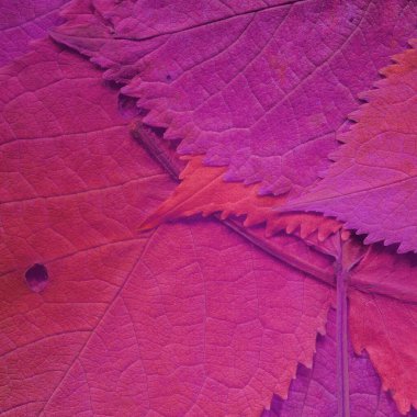 Pembe yaprak dokusu, soyut duvar kağıdı