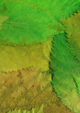 yeşil yaprak dokusu, soyut duvar kağıdı