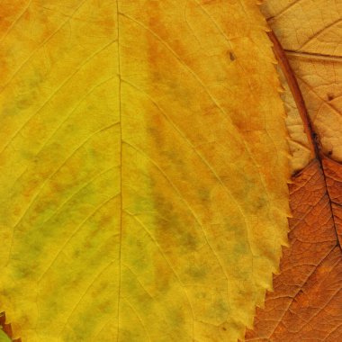 kuru sarı yaprak dokusu, soyut duvar kağıdı