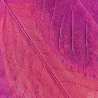 Pembe yaprak dokusu, soyut duvar kağıdı