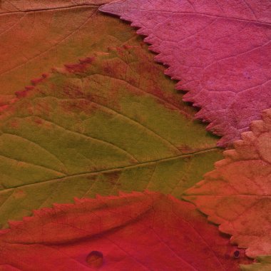 kırmızı yaprak dokusu, soyut duvar kağıdı