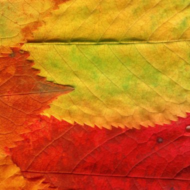 kırmızı yaprak dokusu, soyut duvar kağıdı