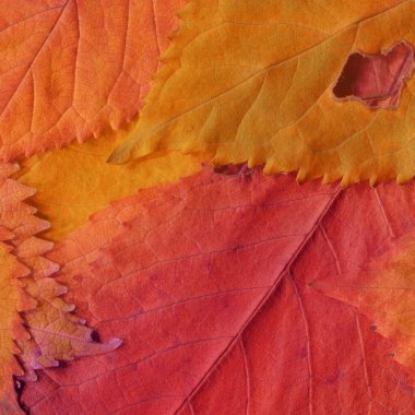 turuncu yaprak dokusu, soyut duvar kağıdı