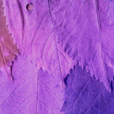 mor yaprak dokusu, soyut duvar kağıdı