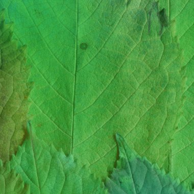 yeşil yaprak dokusu, soyut duvar kağıdı