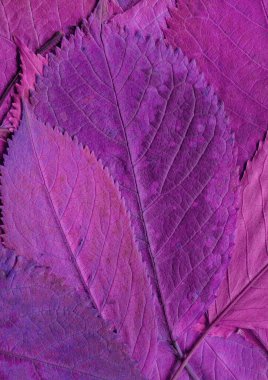 mor yaprak dokusu, soyut duvar kağıdı