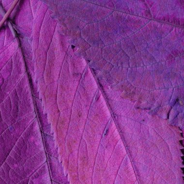 mor yaprak dokusu, soyut duvar kağıdı