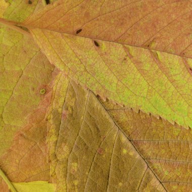 kuru sarı yaprak dokusu, soyut duvar kağıdı