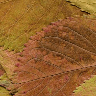 kuru sarı yaprak dokusu, soyut duvar kağıdı