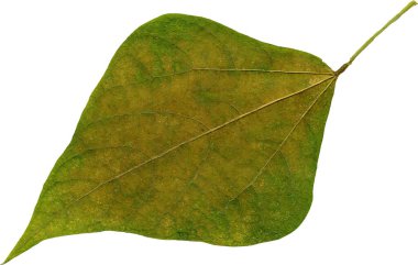 Beyaz arkaplanda yeşil yaprak izole edildi