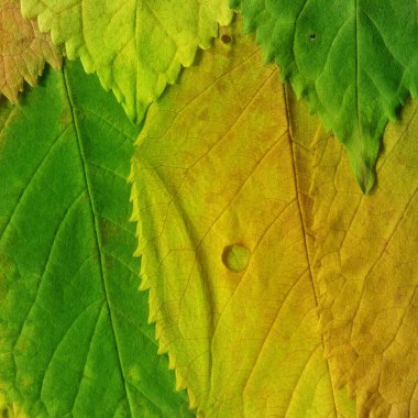 yeşil yaprak dokusu, soyut duvar kağıdı