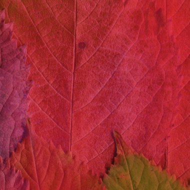 kırmızı yaprak dokusu, soyut duvar kağıdı