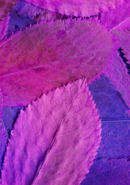 Pembe yaprak dokusu, soyut duvar kağıdı