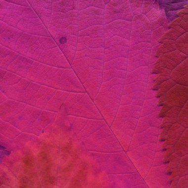 Pembe yaprak dokusu, soyut duvar kağıdı