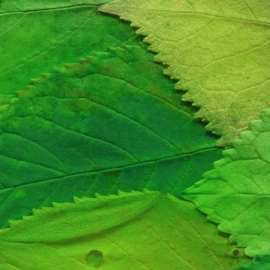 yeşil yaprak dokusu, soyut duvar kağıdı