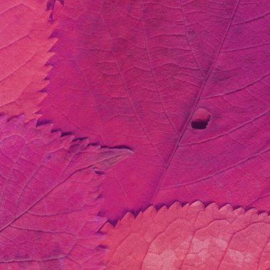 Pembe yaprak dokusu, soyut duvar kağıdı