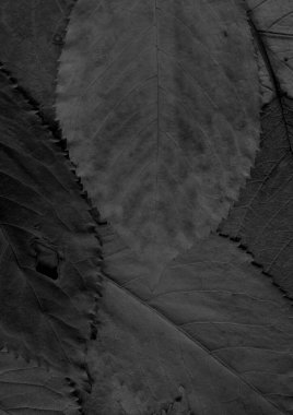 Gri yaprak dokusu, soyut duvar kağıdı