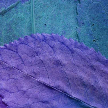 mor yaprak dokusu, soyut duvar kağıdı