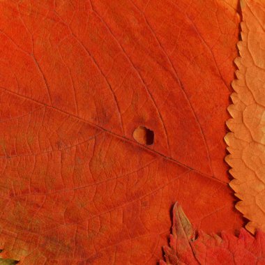 turuncu yaprak dokusu, soyut duvar kağıdı