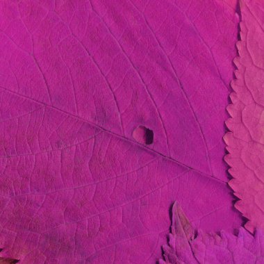 Pembe yaprak dokusu, soyut duvar kağıdı