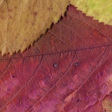 kırmızı yaprak dokusu, soyut duvar kağıdı